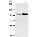 ACTN2 Antibody from Signalway Antibody (37893) - Antibodies.com