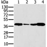 SYCP3 Antibody from Signalway Antibody (37900) - Antibodies.com