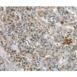 Immunohistochemistry - SYCP3 Antibody from Signalway Antibody (37900) - Antibodies.com