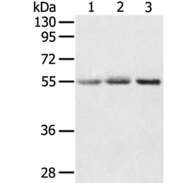 CWC27 Antibody from Signalway Antibody (37901) - Antibodies.com