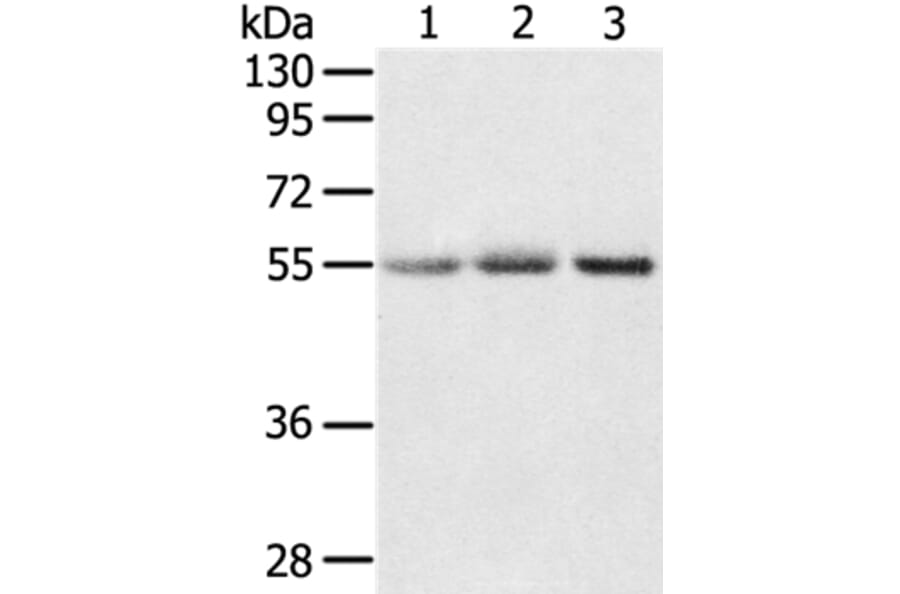 CWC27 Antibody from Signalway Antibody (37901) - Antibodies.com