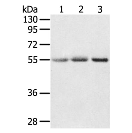 CWC27 Antibody from Signalway Antibody (37901) - Antibodies.com