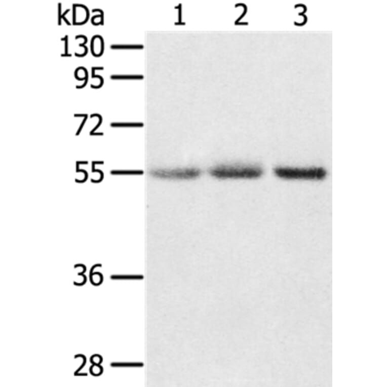 CWC27 Antibody from Signalway Antibody (37901) - Antibodies.com