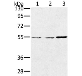 SESN2 Antibody from Signalway Antibody (37917) - Antibodies.com