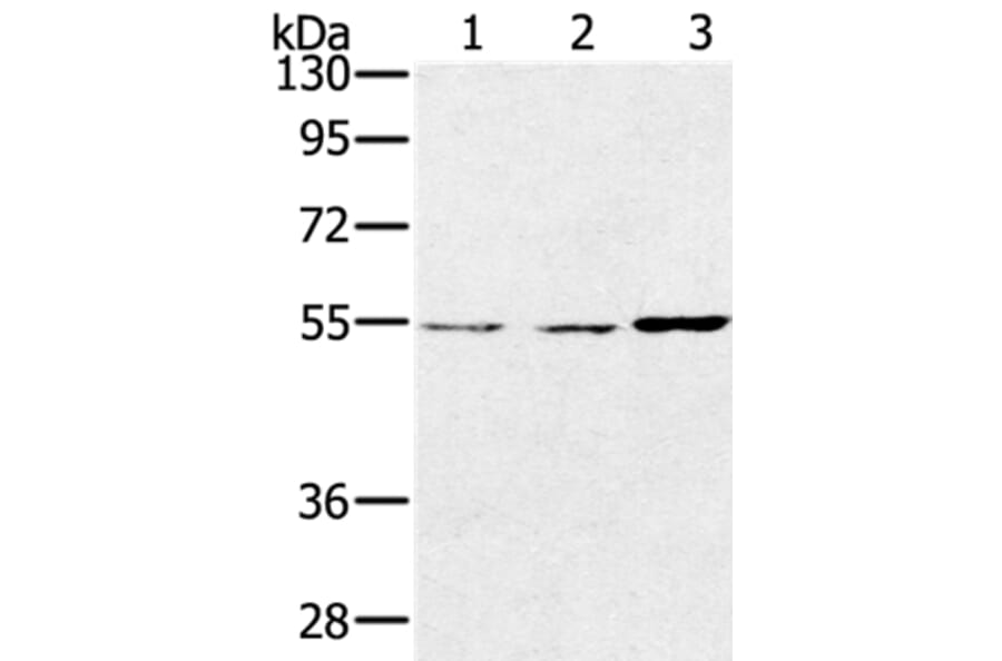 SESN2 Antibody from Signalway Antibody (37917) - Antibodies.com