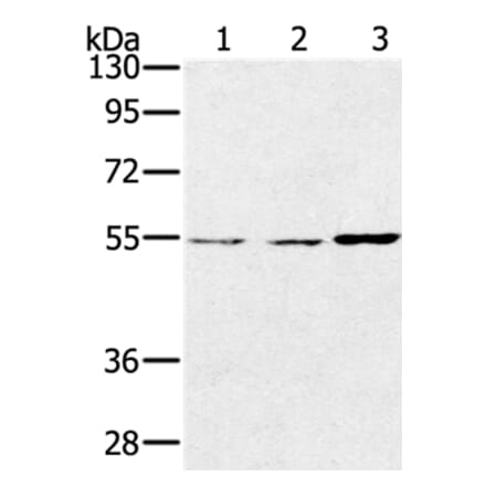 SESN2 Antibody from Signalway Antibody (37917) - Antibodies.com