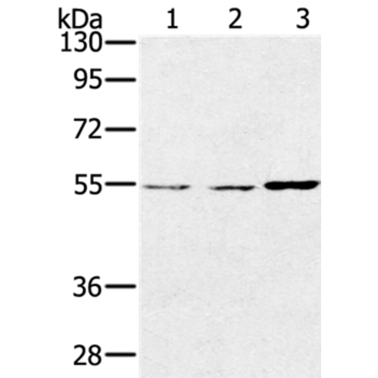 SESN2 Antibody from Signalway Antibody (37917) - Antibodies.com