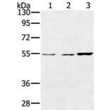 SESN2 Antibody from Signalway Antibody (37917) - Antibodies.com