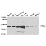 Western blot - HSPA5 antibody from Signalway Antibody (38110) - Antibodies.com