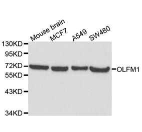 Western blot - OLFM1 antibody from Signalway Antibody (38117) - Antibodies.com