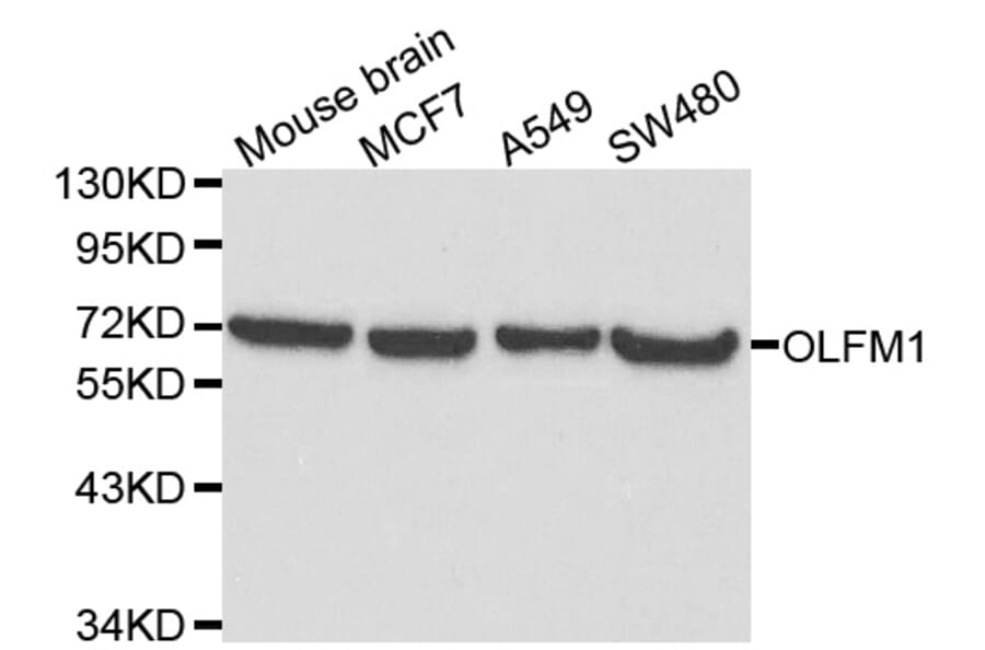 Western blot - OLFM1 antibody from Signalway Antibody (38117) - Antibodies.com
