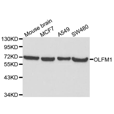 Western blot - OLFM1 antibody from Signalway Antibody (38117) - Antibodies.com