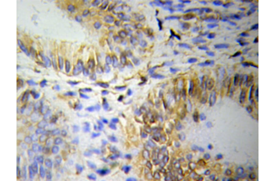 Immunohistochemistry - OLFM1 antibody from Signalway Antibody (38117) - Antibodies.com