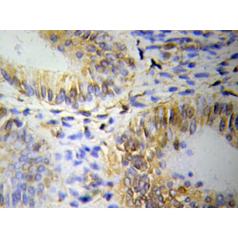 Immunohistochemistry - OLFM1 antibody from Signalway Antibody (38117) - Antibodies.com