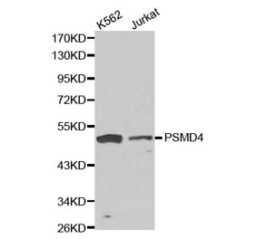 Western blot - PSMD4 antibody from Signalway Antibody (38172) - Antibodies.com