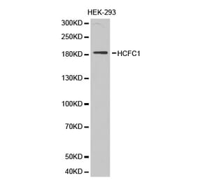 Western blot - HCFC1 antibody from Signalway Antibody (38309) - Antibodies.com
