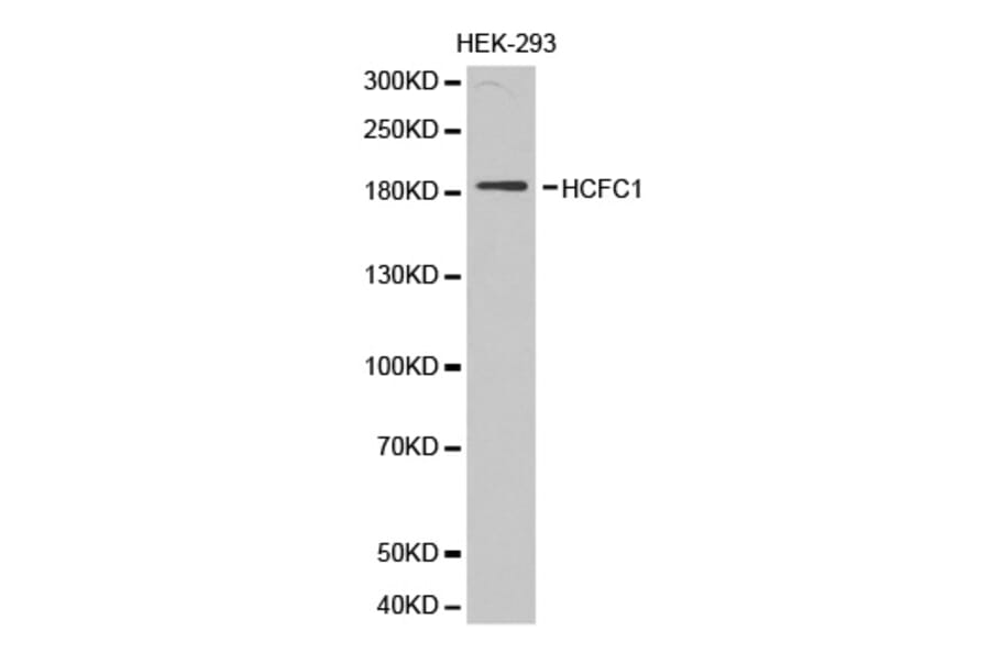 Western blot - HCFC1 antibody from Signalway Antibody (38309) - Antibodies.com
