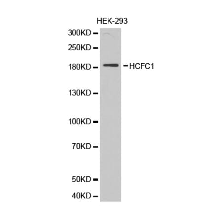 Western blot - HCFC1 antibody from Signalway Antibody (38309) - Antibodies.com