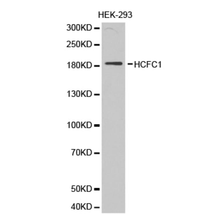 Western blot - HCFC1 antibody from Signalway Antibody (38309) - Antibodies.com
