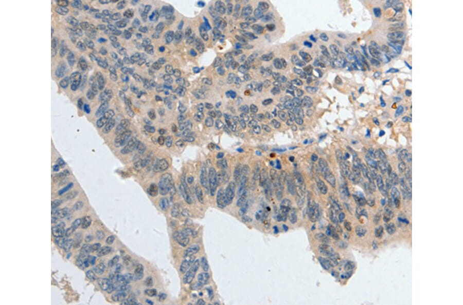 Immunohistochemistry - P2RY6 antibody from Signalway Antibody (38404) - Antibodies.com