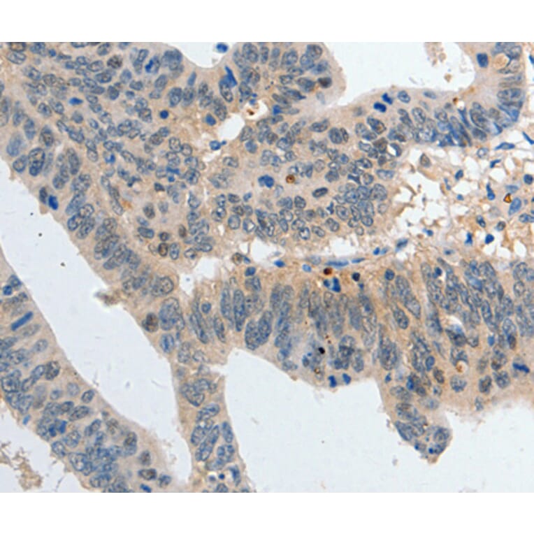 Immunohistochemistry - P2RY6 antibody from Signalway Antibody (38404) - Antibodies.com