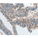 Immunohistochemistry - P2RY6 antibody from Signalway Antibody (38404) - Antibodies.com