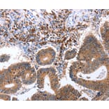 Immunohistochemistry - CNTFR antibody from Signalway Antibody (38442) - Antibodies.com