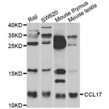 Western blot - CCL17 antibody from Signalway Antibody (38473) - Antibodies.com