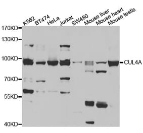 Western blot - CUL4A antibody from Signalway Antibody (38477) - Antibodies.com