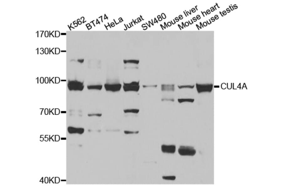 Western blot - CUL4A antibody from Signalway Antibody (38477) - Antibodies.com