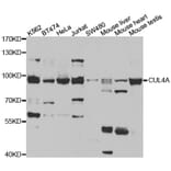 Western blot - CUL4A antibody from Signalway Antibody (38477) - Antibodies.com