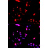 Immunofluorescence - CUL4A antibody from Signalway Antibody (38477) - Antibodies.com