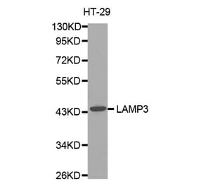 Western blot - LAMP3 antibody from Signalway Antibody (38484) - Antibodies.com