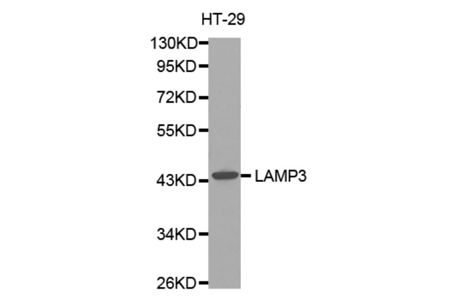 Western blot - LAMP3 antibody from Signalway Antibody (38484) - Antibodies.com