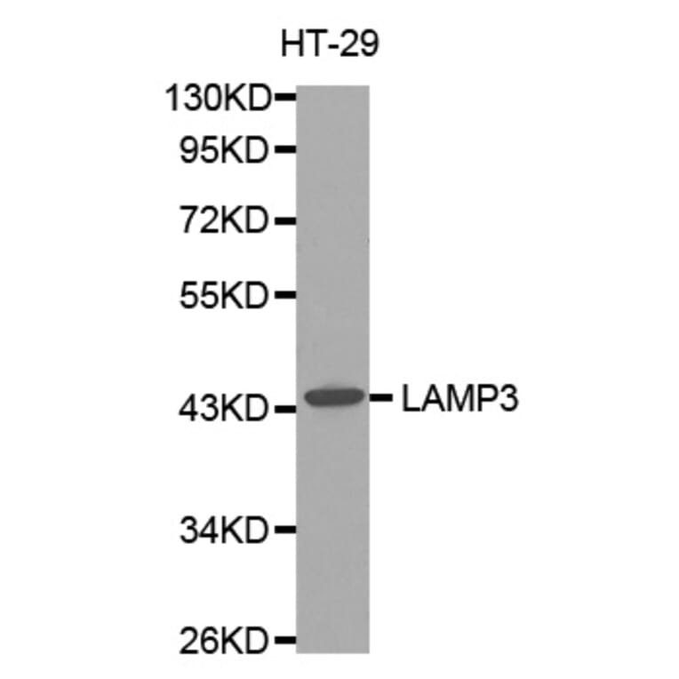 Western blot - LAMP3 antibody from Signalway Antibody (38484) - Antibodies.com