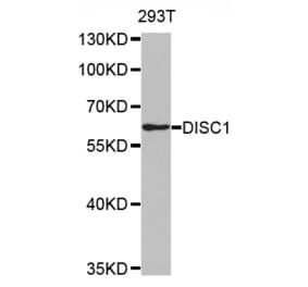 Western blot - DISC1 antibody from Signalway Antibody (38487) - Antibodies.com