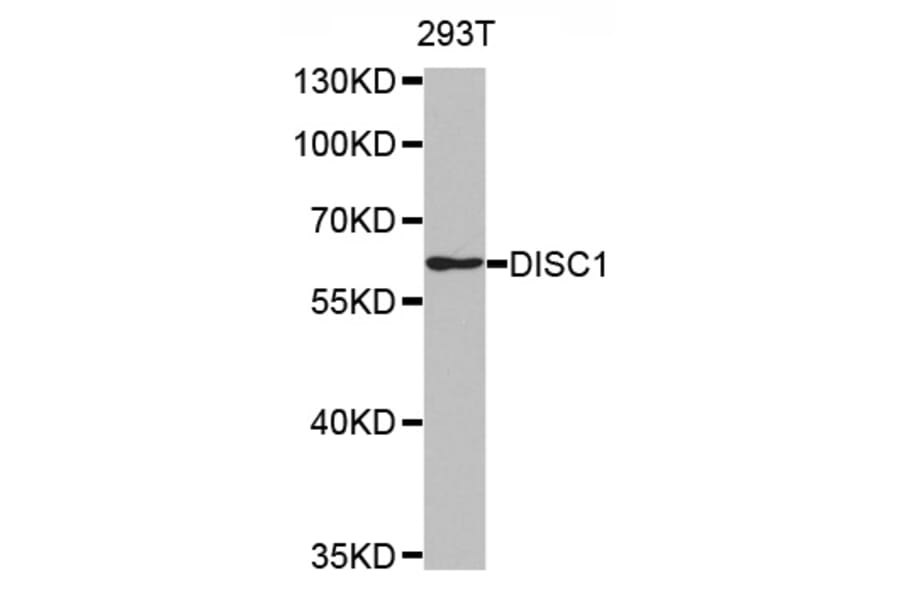 Western blot - DISC1 antibody from Signalway Antibody (38487) - Antibodies.com
