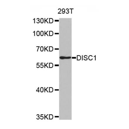 Western blot - DISC1 antibody from Signalway Antibody (38487) - Antibodies.com