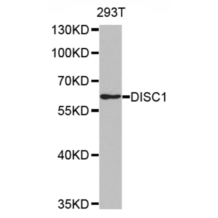 Western blot - DISC1 antibody from Signalway Antibody (38487) - Antibodies.com