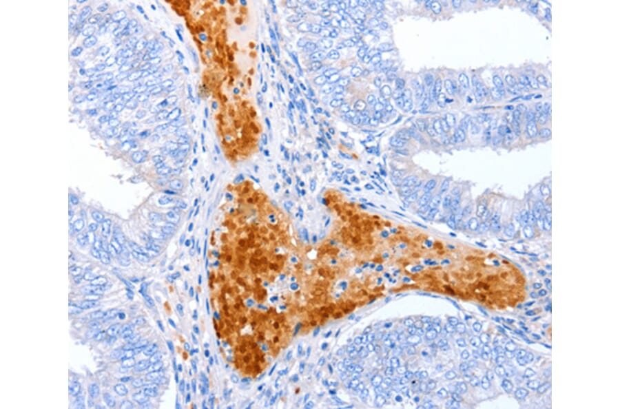 Immunohistochemistry - ENPP7 antibody from Signalway Antibody (38494) - Antibodies.com