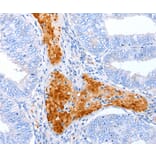 Immunohistochemistry - ENPP7 antibody from Signalway Antibody (38494) - Antibodies.com