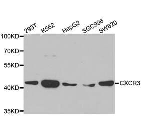 Western blot - CXCR3 antibody from Signalway Antibody (38502) - Antibodies.com