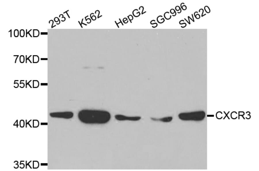 Western blot - CXCR3 antibody from Signalway Antibody (38502) - Antibodies.com