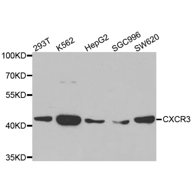 Western blot - CXCR3 antibody from Signalway Antibody (38502) - Antibodies.com