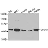 Western blot - CXCR3 antibody from Signalway Antibody (38502) - Antibodies.com