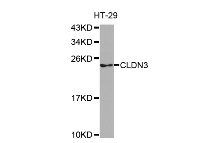 Western blot - CLDN3 antibody from Signalway Antibody (38504) - Antibodies.com