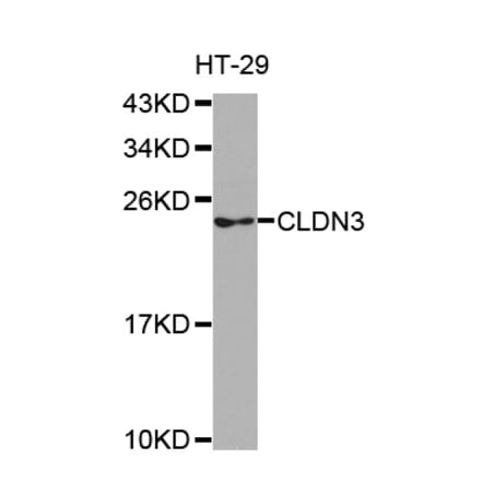 Western blot - CLDN3 antibody from Signalway Antibody (38504) - Antibodies.com
