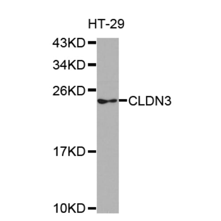 Western blot - CLDN3 antibody from Signalway Antibody (38504) - Antibodies.com