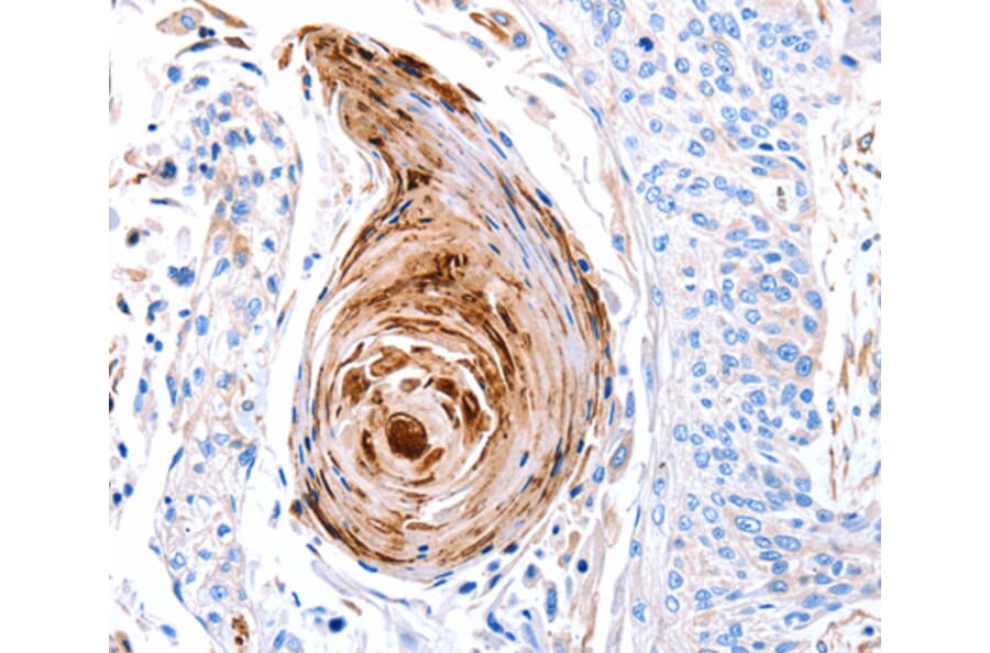 Immunohistochemistry - GLRA1 antibody from Signalway Antibody (38507) - Antibodies.com