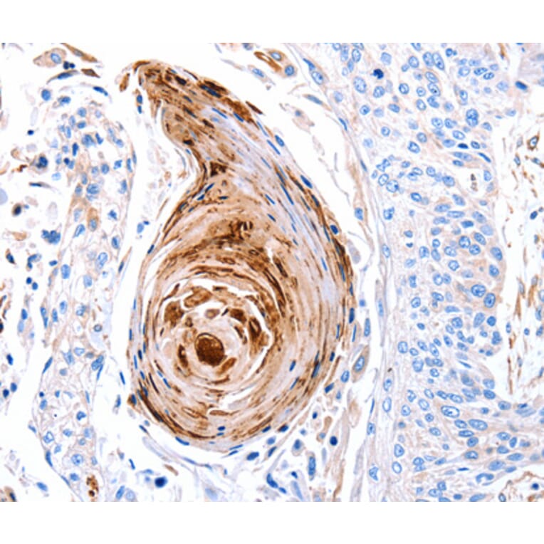 Immunohistochemistry - GLRA1 antibody from Signalway Antibody (38507) - Antibodies.com